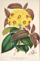 Rhododendron boothii